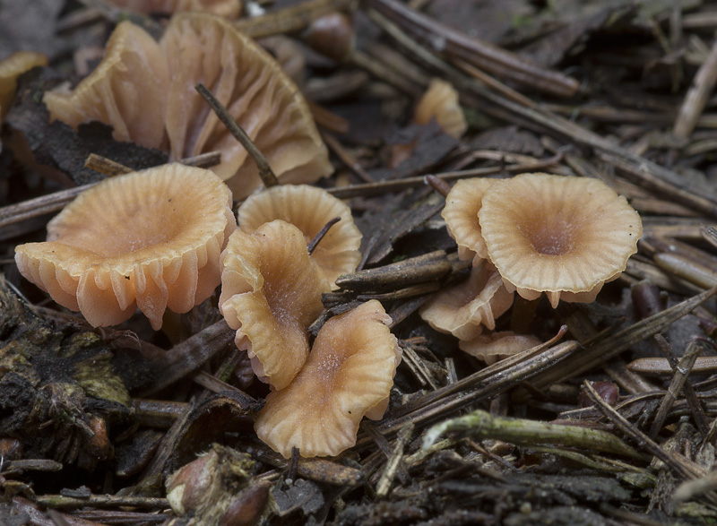 Laccaria tortilis